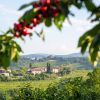 Kersenfestival: wandelen in Slovenië