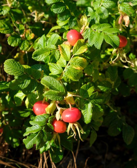 Veel rozebottels zijn ook eetbaar en bevatten veel vitamine C. wildplukken, boeken, tips, eetbare planten en bloemen zoeken