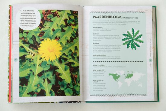 Ook de paardenbloem is eetbaar. wildplukken, boeken, tips, eetbare planten en bloemen zoeken