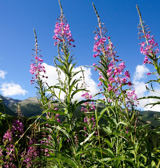 Bloemenpracht bij de Forte Busodam, Trentino, Italie, duurzaam reizen, rondreis Trentino, Italie, duurzame, groen, groene