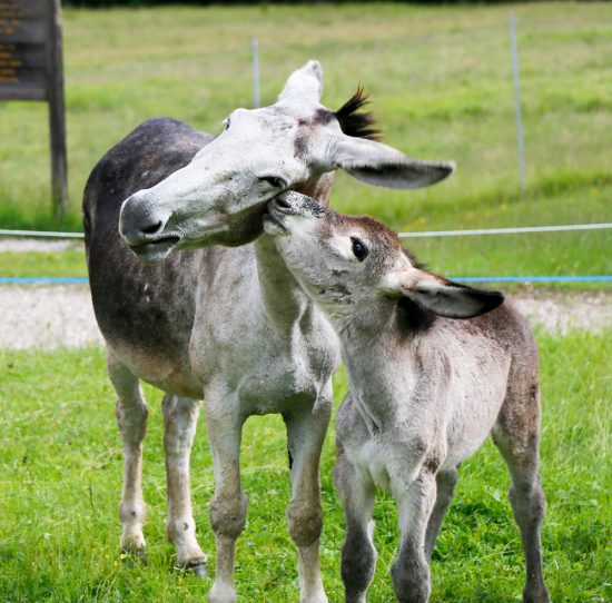 Echte liefde in natuurpark Paneveggio Pale di San-Martino in Trentino, duurzaam reizen, rondreis Trentino, Italie, duurzame, groen, groene