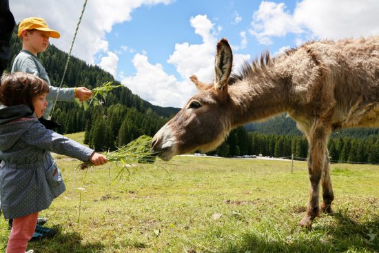 Ezels voeren in Val Venegia in Trentino, Italie, duurzaam reizen, rondreis Trentino, Italie