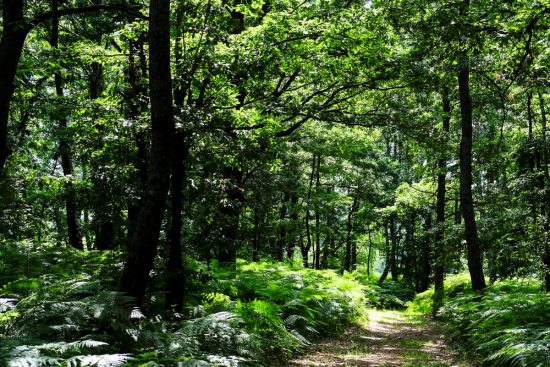 Strand, weiland, bos, vrijwel overal kun je eetbare planten en vruchten vinden. wildplukken, boeken, tips, eetbare planten en bloemen zoeken