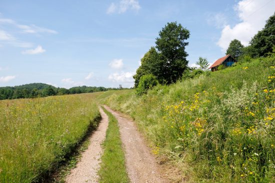 wildplukken, boeken, tips, eetbare planten en bloemen zoeken