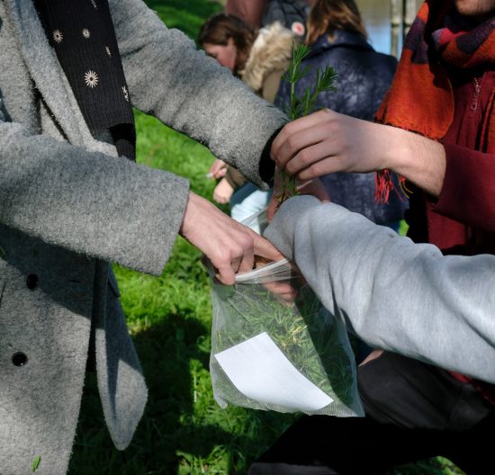 Alle kleefkruid verzamelen en op zoek naar de volgende eetbare plant. Wildplukexpeditie in Amsterdam-Noord, wildplukken, eetbare wilde planten