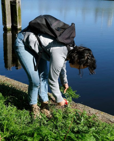 Op zoek naar eetbare wilde planten in het Noorderpark, Amsterdam. Wildplukexpeditie in Amsterdam-Noord, wildplukken, eetbare wilde planten