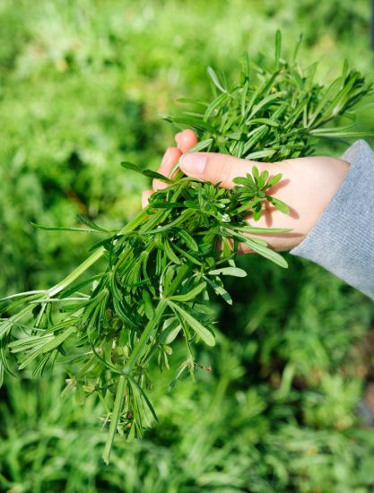 Kleefkruid groeit hier volop, je hebt zo een handvol. Wildplukexpeditie in Amsterdam-Noord, wildplukken, eetbare wilde planten