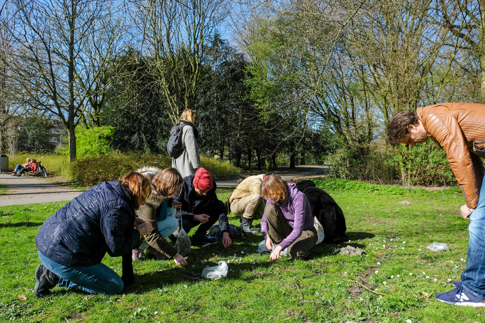 Madeliefjes zijn ook eetbaar, leren we tijdens de wildplukexpeditie. Wildplukexpeditie in Amsterdam-Noord, wildplukken, eetbare wilde planten