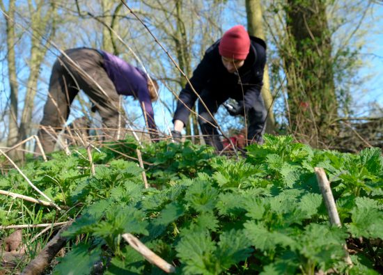 Op zoek naar malse topjes van de eetbare brandnetel. Wildplukexpeditie in Amsterdam-Noord, wildplukken, eetbare wilde planten