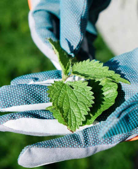 Brandnetel, geen plantje om zonder handschoenen aan te pakken. Wildplukexpeditie in Amsterdam-Noord, wildplukken, eetbare wilde planten