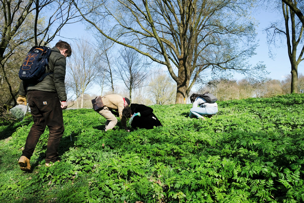 Eetbare wilde planten: op expeditie in Amsterdam