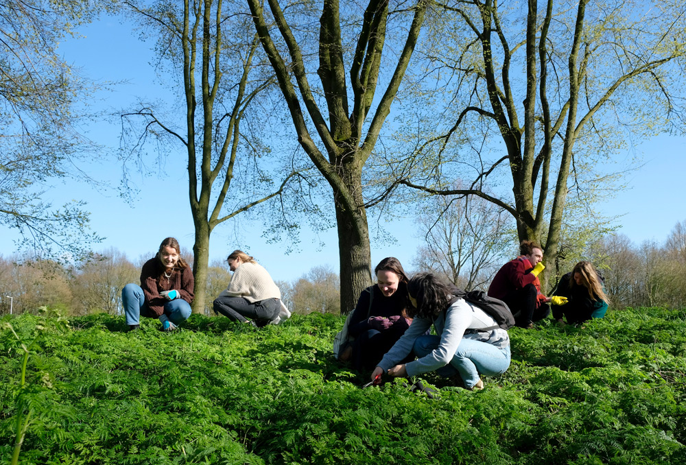 Wildplukexpeditie in Amsterdam-Noord, wildplukken, eetbare wilde planten
