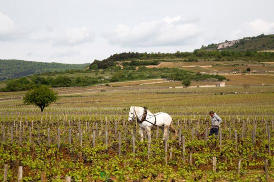 Even terug in de tijd in de wijngaarden van de Bourgogne, Fietsen in de Bourgogne, Frankrijk