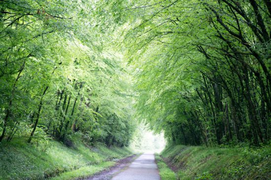 Mooi fietspad onder de bomen in de Bourgogne, Fietsen in de Bourgogne, Frankrijk