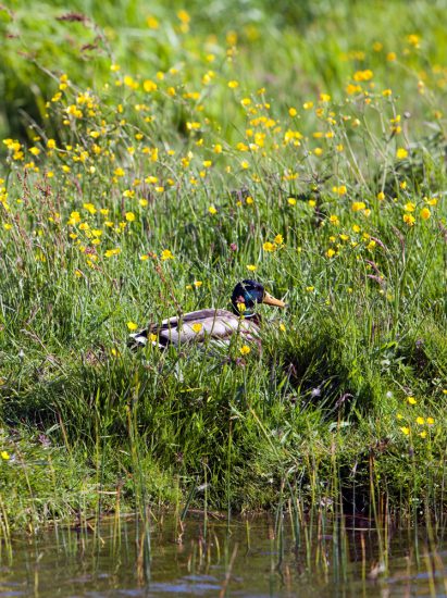 Een eend in de polders van Noord-Holland. boottocht Eilandspolder, Noord-Holland, Nederland, varen, boottoer, excursie, boot