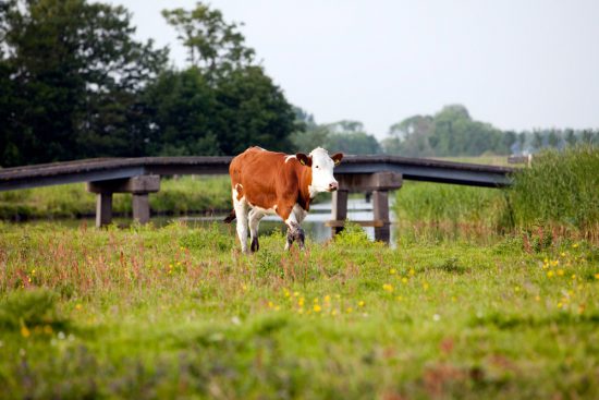 Lekker Hollands landschap in de Eilandspolder. polder, polders, boottocht Eilandspolder, Noord-Holland, Nederland, varen, boottoer, excursie, boot