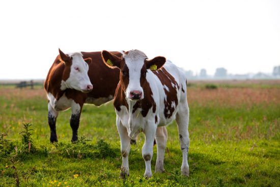 Pinken kijken nieuwsgierig naar de indringers in hun polder. polder, polders, boottocht Eilandspolder, Noord-Holland, Nederland, varen, boottoer, excursie, boot