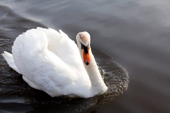 Een zwaan in de Eilandspolder, Noord-Holland. polder, polders, boottocht Eilandspolder, Noord-Holland, Nederland, varen, boottoer, excursie, boot