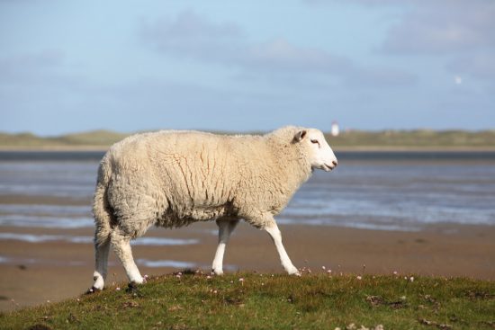 Schapen hebben hier volop de ruimte op Sylt. Rondreis Duitse Wadden, waddeneilanden, Duitsland, waddenzee, Sylt