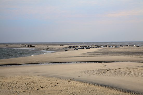 Zeehonden spotten op waddeneiland Borkum, rondreis Duiste Wadden, eolanden waddeneilanden