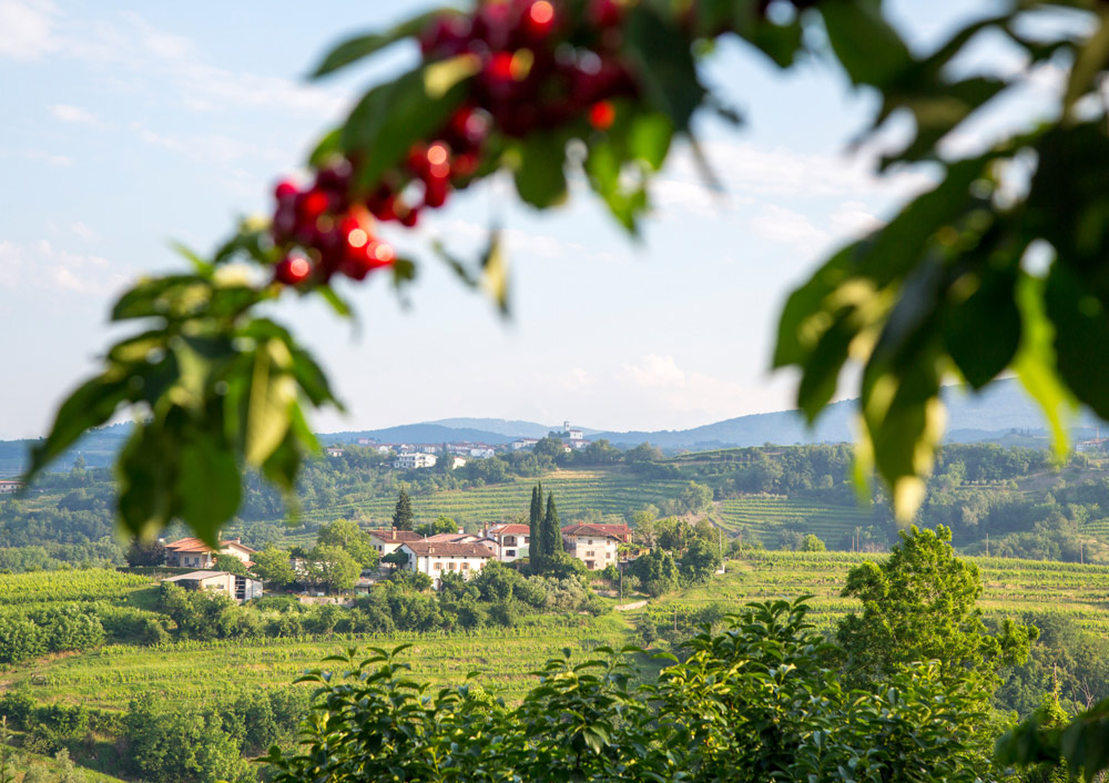 Kersenfestival: wandelen in Slovenië
