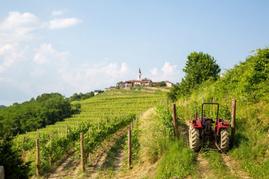 Wandelen langs wijngaarden in de Brda-regio, Slovenië . Slovenie, kersenfestival in de Brda regio