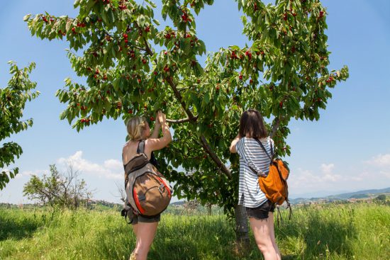 Kersen plukken tijdens het wandelen door de boomgaarden. Slovenie, kersenfestival in de Brda regio