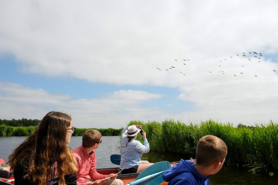 Fotomoment: overvliegende ganzen. Wetlands Safari, kano tour in Ilperveld, de groene achtertuin van Amsterdam, n 