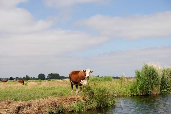 De koeien worden met boten naar de weilanden gebracht . Wetlands Safari, kano tour in Ilperveld, de groene achtertuin van Amsterdam, n 