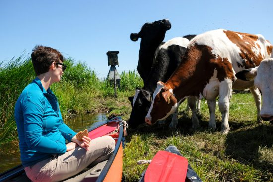 Koeien zijn niet weg te slaan bij de kano's . Wetlands Safari, kano tour in Ilperveld, de groene achtertuin van Amsterdam, n 