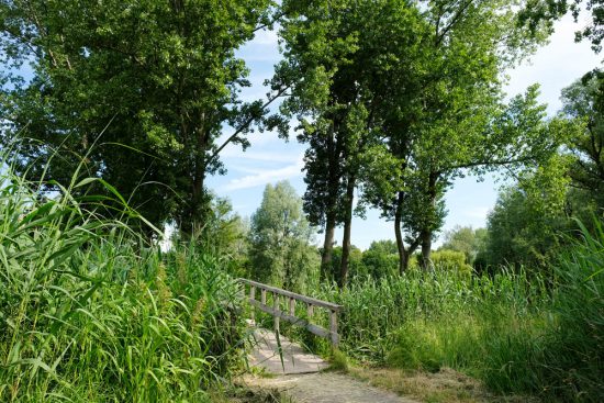 In Zaandam zijn twee tiny forests en er komen er meer, mini-bossen