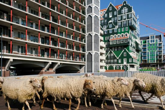 Schapen lopen dwars door Zaandam, op weg naar het park waar ze zomers grazen