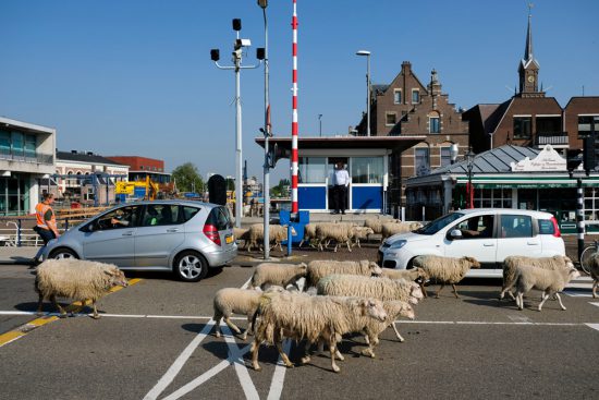 Schapen lopen dwars door Zaandam, op weg naar het park waar ze zomers grazen