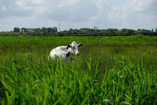 De koeien worden met boten naar de weilanden gebracht in natuurgebied Guisveld