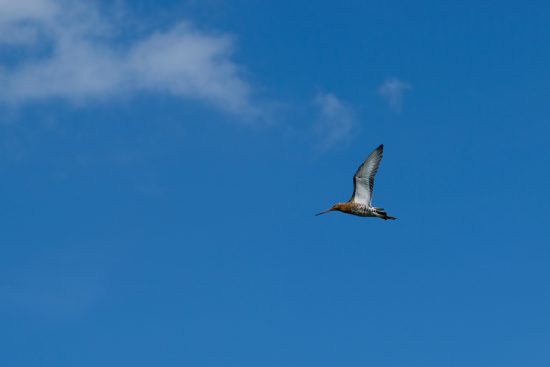 De grutto in vogelvlucht