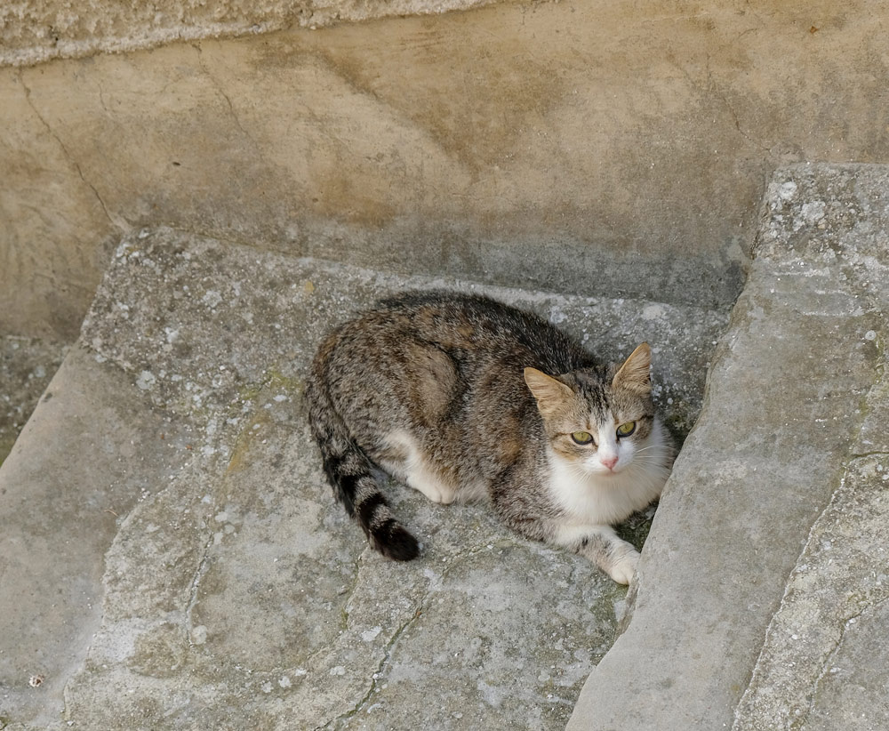 Blije bewoner van Pietrapertosa. Rondreis Basilicata, Italie, langs Matera en ankele andere stadajes in de Kleine Dolomieten van Lucarna