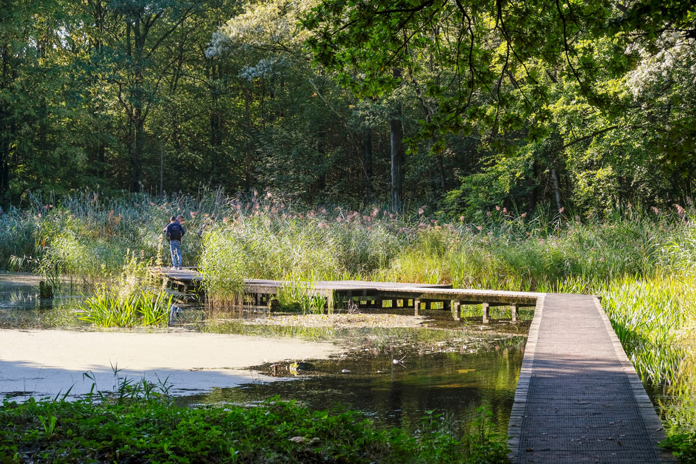 Wandelen in het Waterloopbos in Flevoland