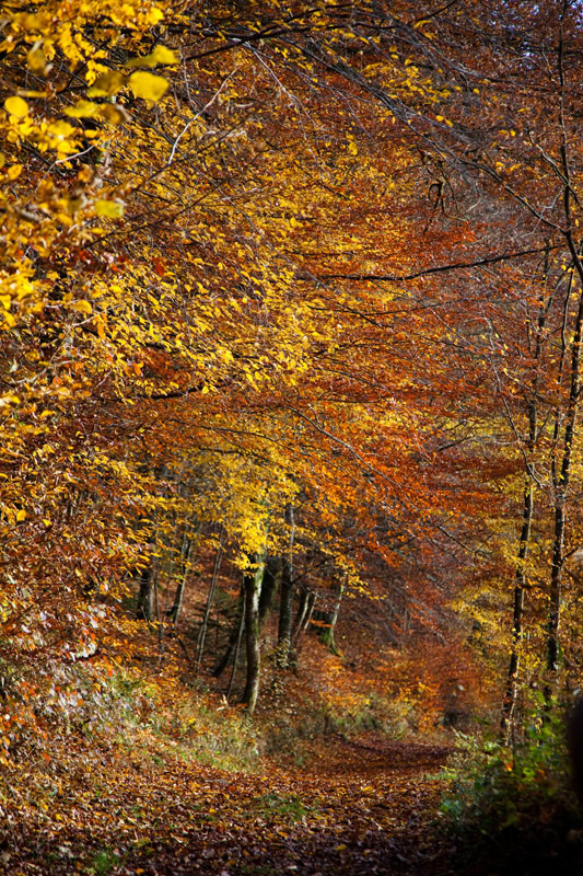 De herfst is een prachtige periode voor een roadtrip la Gaume . Rondreis La Gaume, Wallonie, Belgie, hotspots, bezienswaardigheden, roadtrip