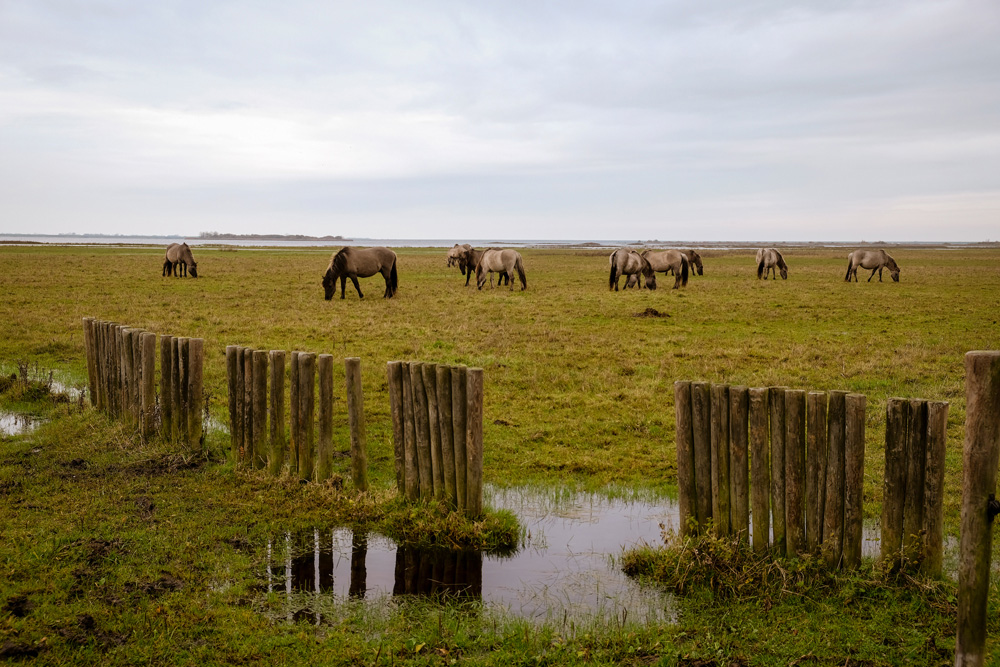 Waddenkust rondreis, Groningen, Friesland