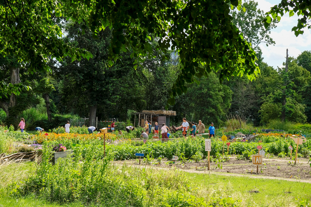 Schoolkinderen leren in Amsterdam van alles over tuinieren in de schooltuin. Schooltuin Vink. Park Frankendael in Amsterdam Watergraafsmeer. Groen in de stad.