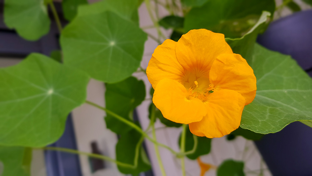 De Oost-Indische kers is een eetbare plant, zowel bladeren als de bloemen kun je eten