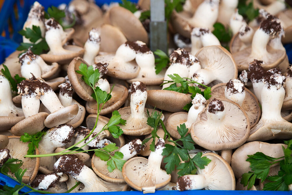 Paddenstoelen op de markt in Martina Franca. Puglia, Italie, rondreis door de hak