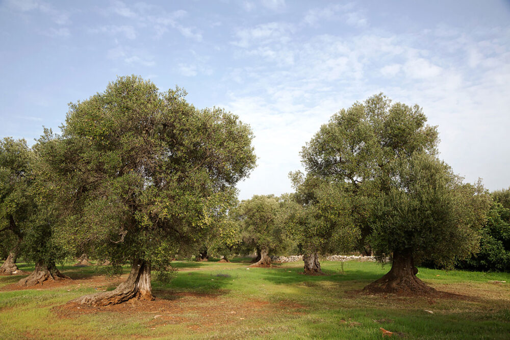 Het landschap van Puglia is als de Italiaanse vlag. Puglia, Italie, rondreis door de hak